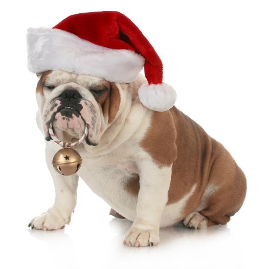 christmas dog english bulldog wearing santa hat holding christmas