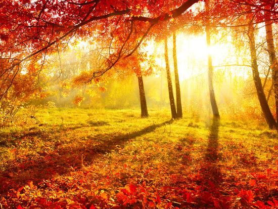 Autumn Trees And Leaves Photographic Print Subbotina Anna Allposters Com Autumn Trees And Leaves Photographic Print Subbotina Anna Allposters Com