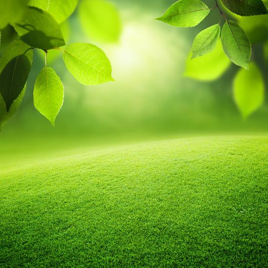spring forest background photographic