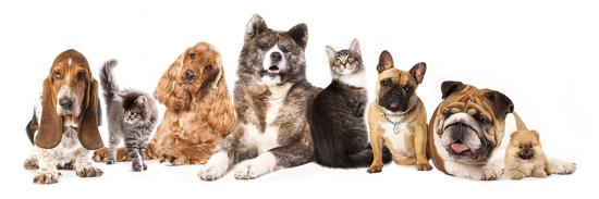Group of Dogs and Cat Different Breeds, Cat and Dog ...