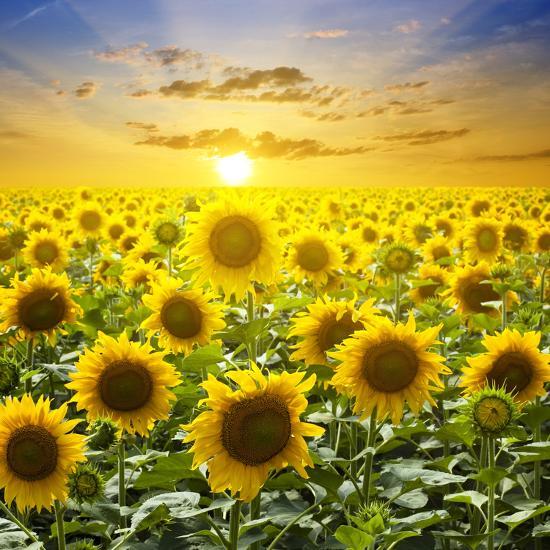 Image result for images of sun flowers field