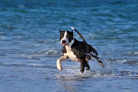 Pitbull Runs Along The Sea Beach