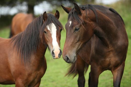 Beautiful Brown Horses On Pasturage Photographic Print Zuzule Allkrlczers Com People have horses which are beautiful and caring and can keep their masters company if they are alone and can listen to their problems and understand them when they. beautiful brown horses on pasturage