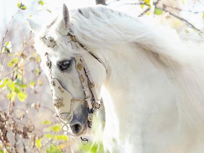 pix Beautiful White Real Horse Pictures beautiful white horse