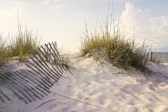 Peaceful Morning In The Beach Sand Dunes Photographic Print Forestpath Allposters Com