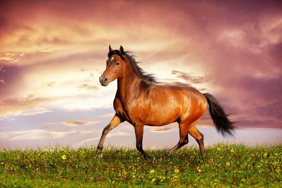 Beautiful Brown Horse Running Trot Photographic Print Dozornaya Allposters Com