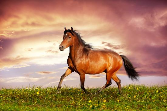 Beautiful Brown Horse Running Trot Photographic Print Dozornaya Allposters Com Beautiful Brown Horse Running Trot Photographic Print Dozornaya Allposters Com
