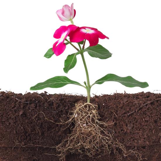 'Plant with Flowers and Visible Root Isolated on White' Photographic