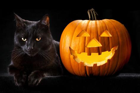 Halloween Pumpkin And Black Cat Scary Spooky And Creepy Horror Holiday Superstition Evil Animal And