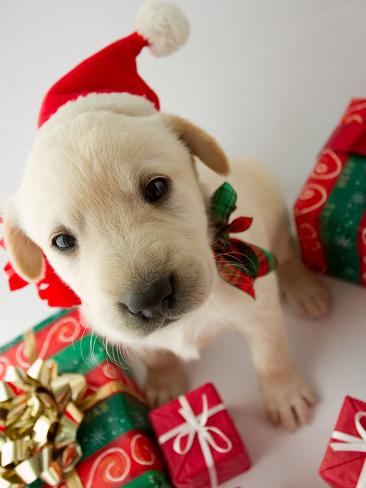 merry christmas labrador