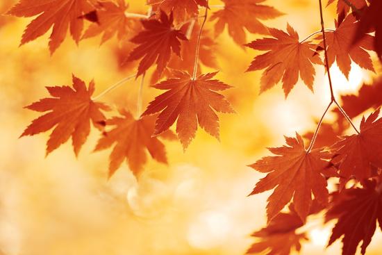 Autumn Maple Leaves Background Photographic Print Sofiaworld Allposters Com Autumn Maple Leaves Background Photographic Print Sofiaworld Allposters Com