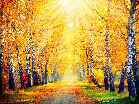 Autumn Fall Autumnal Park Trees And Leaves In Sun Rays Autumn Fall Autumnal Park Trees And Leaves In Sun Rays Beautiful Scene