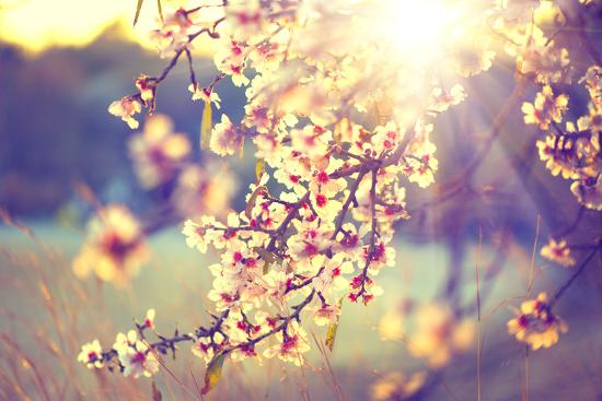 Spring Blossom Background. Beautiful Nature Scene with Blooming ...