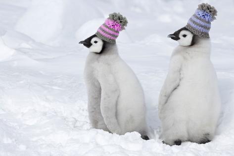 penguins with hats