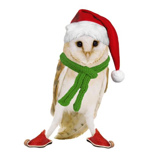 Barn Owl Wearing Christmas Hat Scarf And Shoes Photographic Print