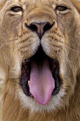 'African Lion Lioness with Mouth Open' Photographic Print Augusto