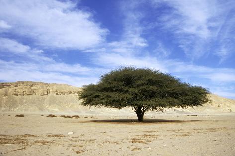 'Egypt Acacia Tree in Arabian Desert' Photographic Print Andrey