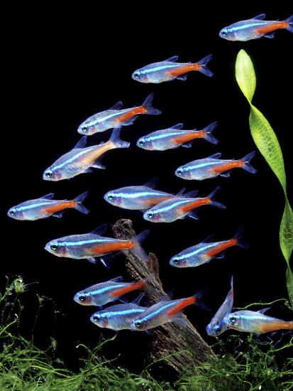 aquarium fish neon tetra