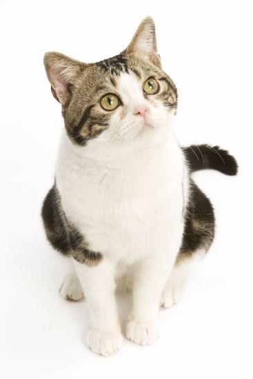 Download American Shorthair Cat White and Brown Tabby Photographic Print at AllPosters.com