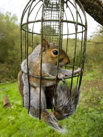 Grey Squirrel Trapped Inside A Squirrel Proof Bird Feeder