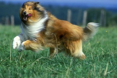 Rough Collie Dog Running Photographic Print At Allposters Com