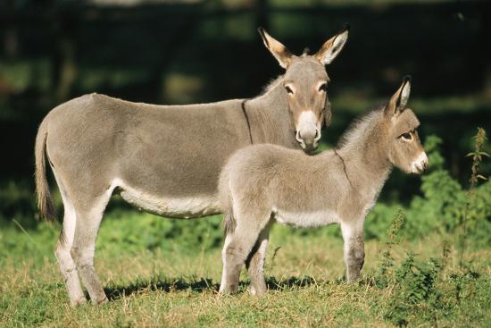 Donkey Foal with Mother Photographic Print at AllPosters.com