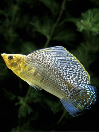 'Aquarium Fish Giant Sailfin Molly' Photographic Print - | AllPosters.com