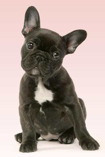 Bulldog Puppy Photographic Print At Allposters Bulldog Puppy Photographic Print At Allposters