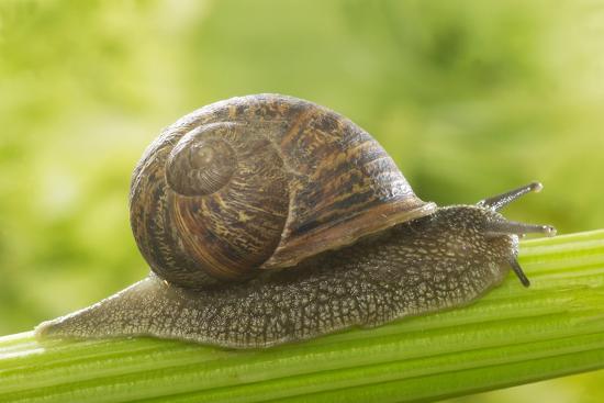 Resultado de imagen para snail in celery