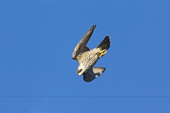 Peregrine Falcon Diving