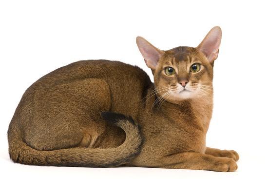 Abyssinian Cat Price South Africa - Cat and Dog Lovers