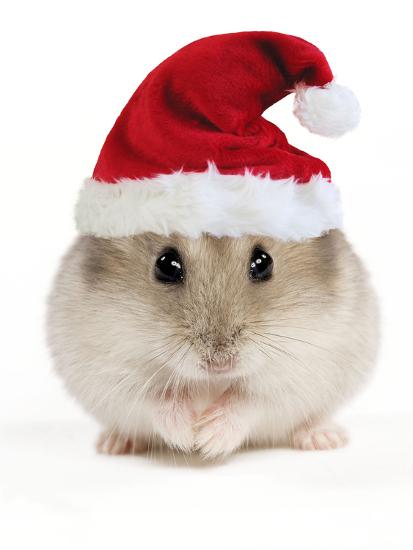 Hamster Wearing Christmas Hat' Photographic Print | AllPosters.com