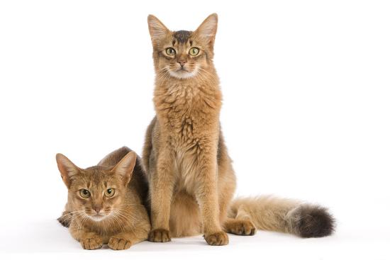 Chocolate Abyssinian Photographic Print at AllPosters.com