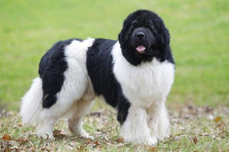 silver newfoundland dog