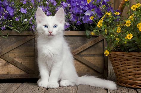 kitten turkish angora