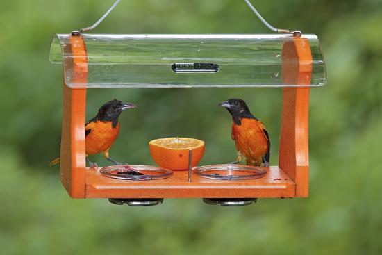 Baltimore Oriole Males Feeding At Jelly And Fruit Feeder