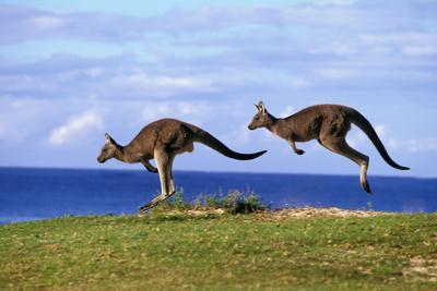 ‘Eastern Grey Kangaroo Two Animals Hopping’ Photographic Print ‘Eastern Grey Kangaroo Two Animals Hopping’ Photographic Print