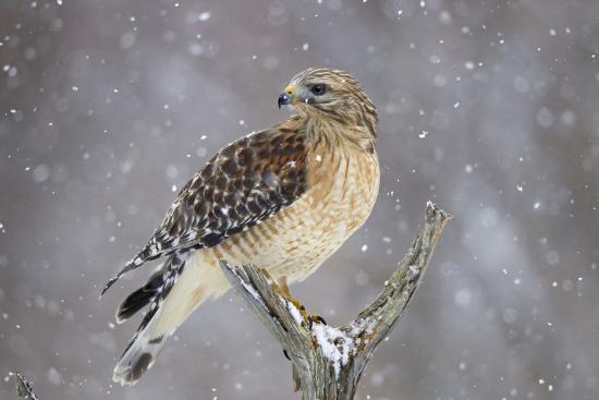 Download 'Red-Shouldered Hawk Adult Pale Male in Snow' Photographic ...