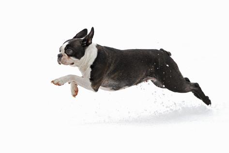 running with boston terrier