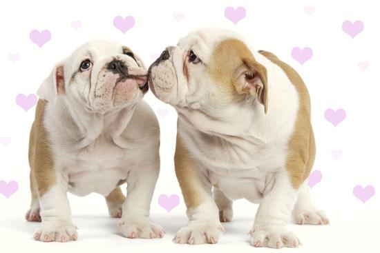'English Bulldog, Two Puppies 'Kissing'' Photographic