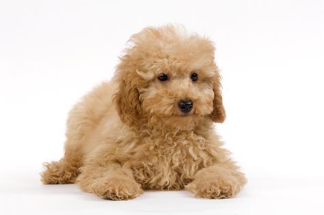 apricot poodle puppy