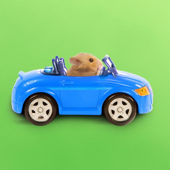 �Hamster Driving Miniature Sports Convertible Car