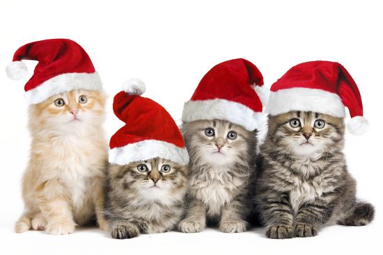 'Siberian Cat Kittens in Christmas Hats' Photographic Print ...