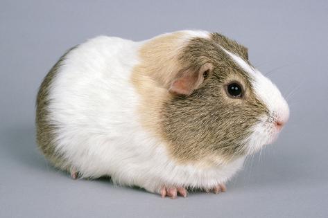 lemon agouti guinea pig