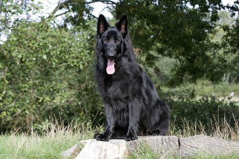 stump the shepherd stump the shepherd