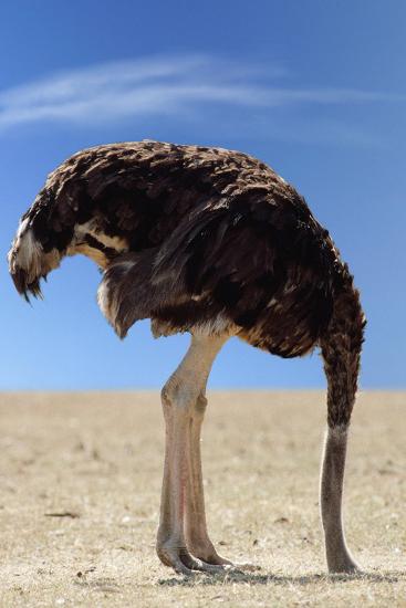 Ostrich with Head in Sand Photographic Print at AllPosters.com