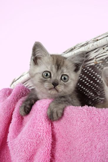 Black Smoke Kitten 8 Weeks In Wicker Photographic Print At