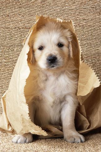 puppy in bag