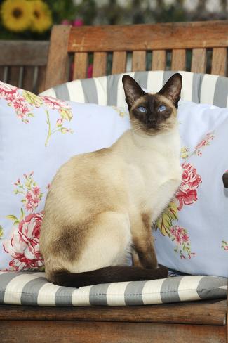 Chocolate Point Siamese Cat Sitting On A Garden Chair