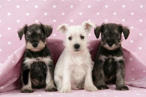 6 week old schnauzer puppies